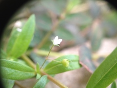 Oldenlandia
