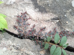 Euphorbia prostrata