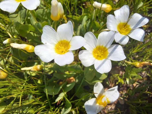 Oxalis dregei (Oxalis dregei)