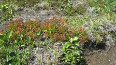 Rhododendron camtschaticum