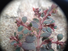 Euphorbia prostrata