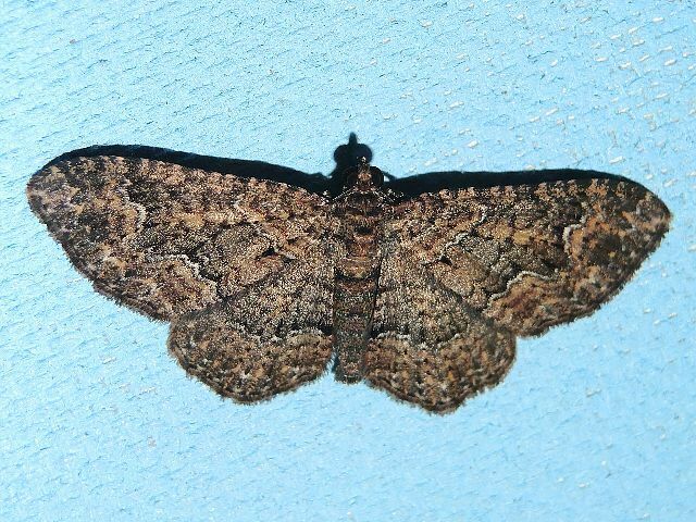 Somber Carpet Moth In August 2023 By Privatenoaccess INaturalist   Large 