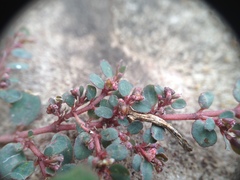 Euphorbia prostrata