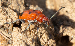 Neolema quadriguttata