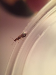 Monomorium pharaonis