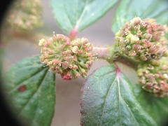 Euphorbia hirta