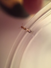 Monomorium pharaonis