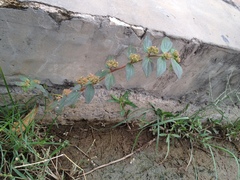 Euphorbia hirta