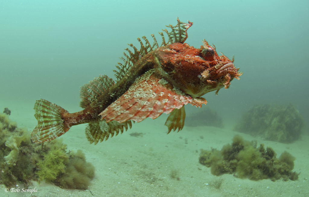 Sea Raven (Hemitripterus americanus) - Marine Life Identification