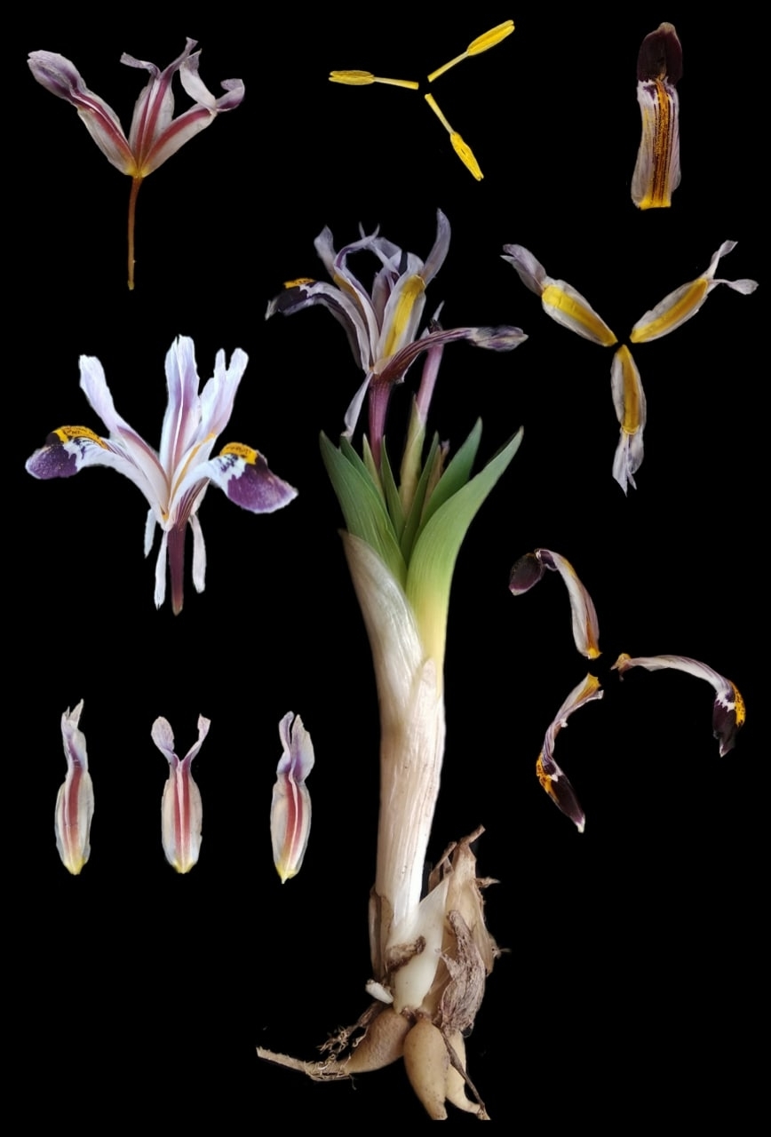 Imagem de Iris-da-praia