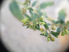 Euphorbia hyssopifolia
