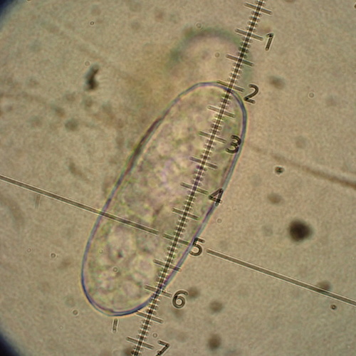Erysiphe alliariicola