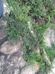 Euphorbia hyssopifolia
