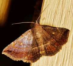 Lesmone detrahens