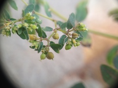 Euphorbia hyssopifolia