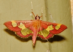 Colomychus talis