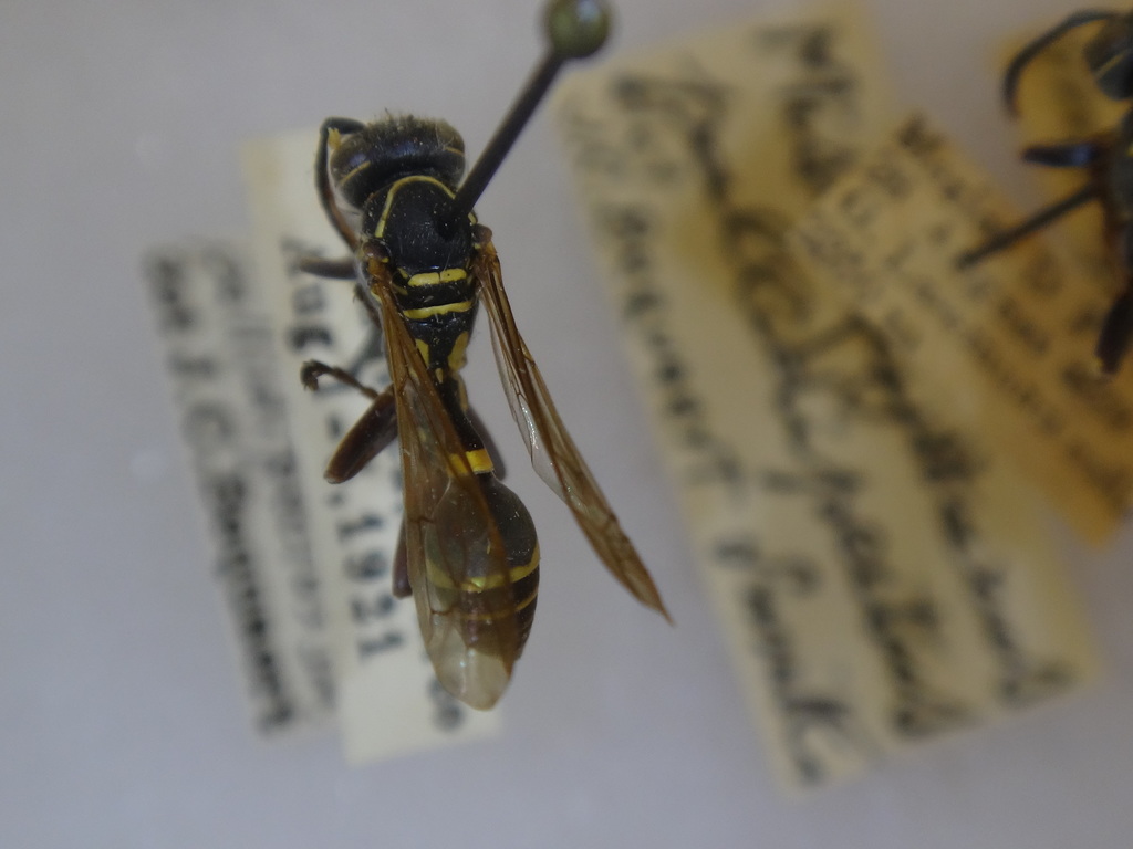 Mischocyttarus pallidipectus