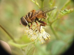 Palpada