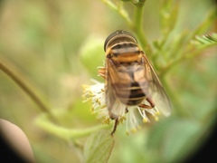 Palpada