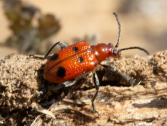 Neolema quadriguttata