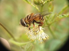 Palpada