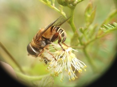 Palpada