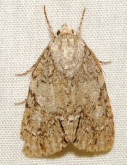 Acronicta exilis