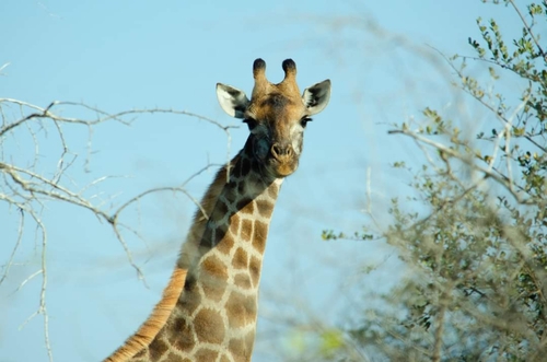 Southern Giraffe
