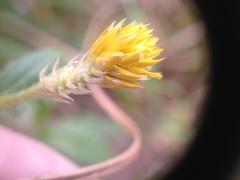 Gomphrena