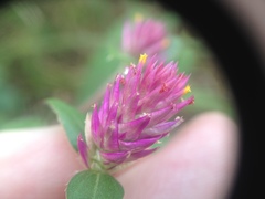 Gomphrena