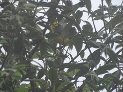 Myioborus melanocephalus