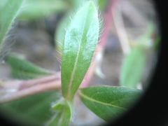 Gomphrena