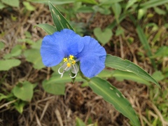 Commelina erecta