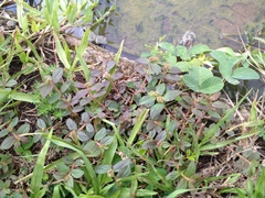 Euphorbia hirta