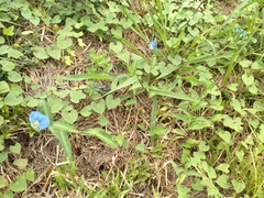 Commelina erecta