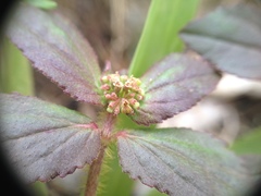Euphorbia hirta