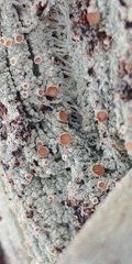 Loxospora ochrophaea image