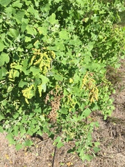 Chenopodium oahuense