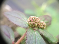 Euphorbia hirta