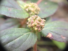 Euphorbia hirta