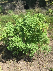 Chenopodium oahuense