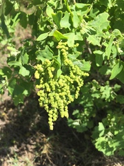 Chenopodium oahuense