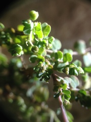 Euphorbia serpens