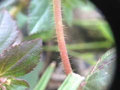 Euphorbia hirta