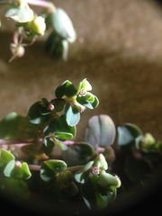 Euphorbia serpens