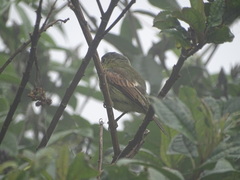 Pachyramphus versicolor