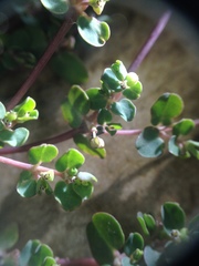 Euphorbia serpens
