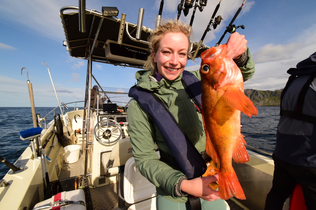 Golden Redfish from Bø Municipality, Norway on 28 August, 2023 at 04:15 ...