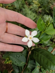 Wrightia antidysenterica