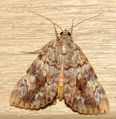 Catocala lineella